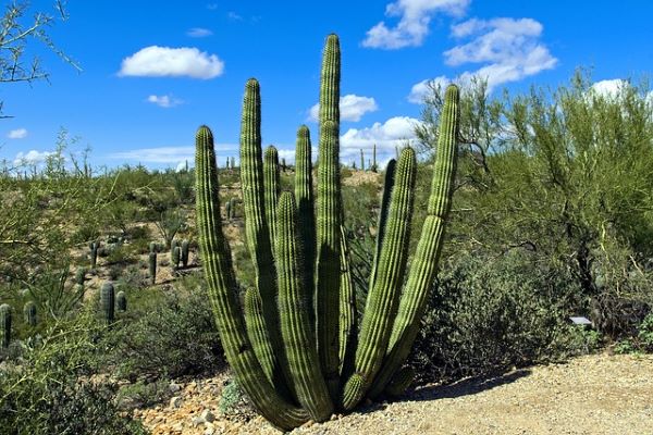 Characteristic picture of the desert with a big cactus.
