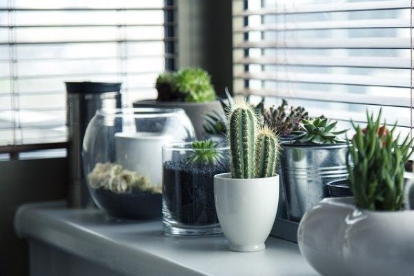 Several succulent plants standing in the windowsill