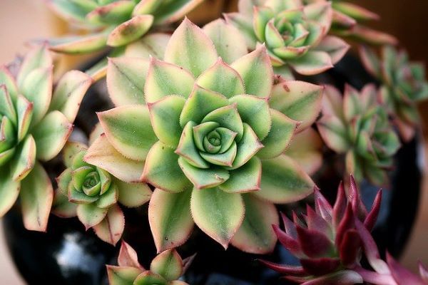 Succulents have their original fresh colours when the ground is fertilized enough. 