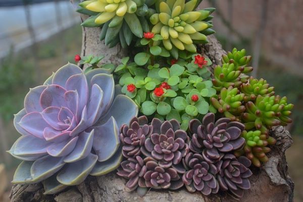 A few different species of succulent plants with different sizes.