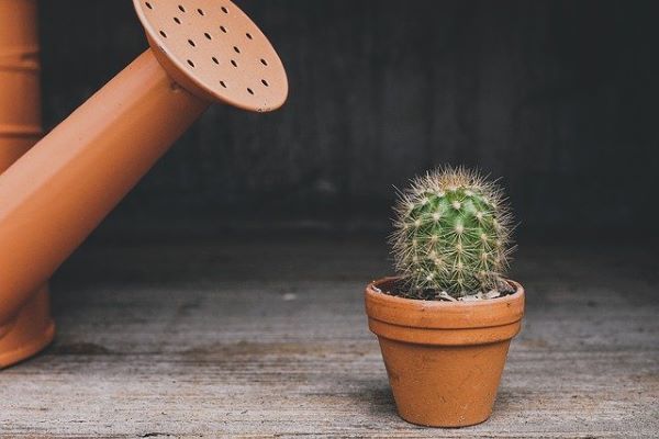 A cactus and watering can 
