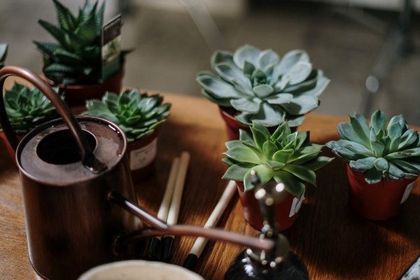 A few succulent plants on the table with a watering can.