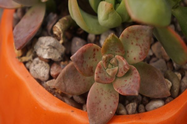 A succulent with symtoms of over-/underwatering. 