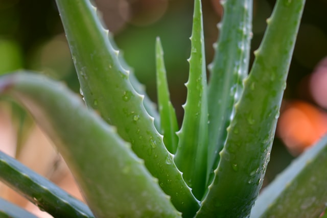 aloe vera plant in close up