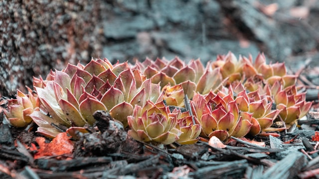Variegated succulents in the wild
